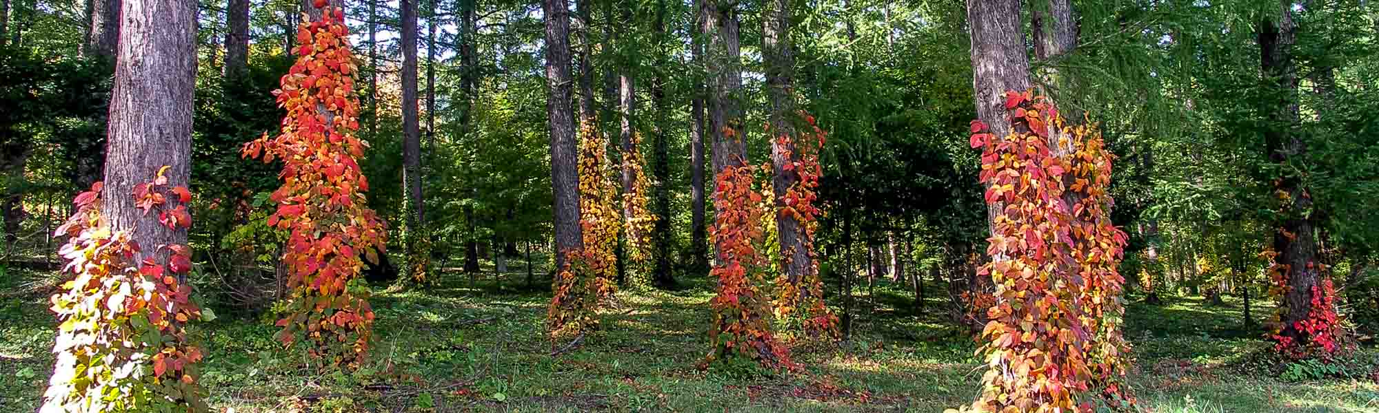 富良野ハイランドの紅葉